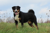 Appenzeller Sennenhündin Ellie
