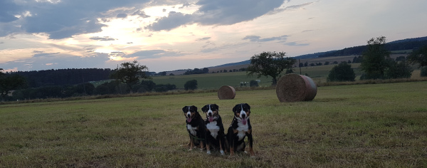 Abenstimmung bei Weißendiez