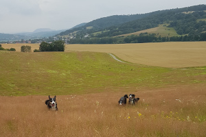 Appenzeller "vom Försterrain" on Tour