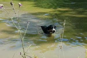 Apport aus dem Wasser