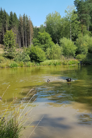 Schwimmkurs