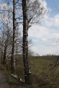 Birkenallee