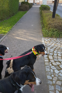 Brennholzt Transport