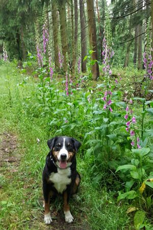 Ellie 9ter Geburtstag