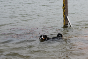 Ellie die Schwimmerin