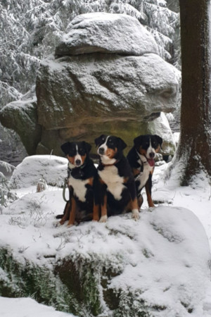 Gerberstein
