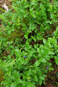 Heidelbeeren