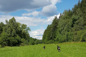 Heulwölfe