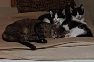 Katzenkinder