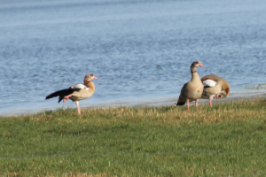 Nilgänse