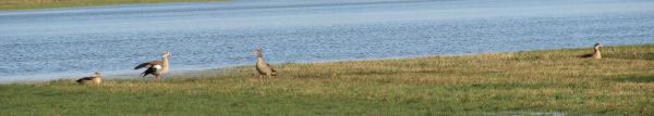 Nilgänse