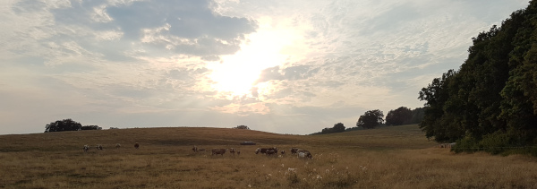 Sommerabendstimmung