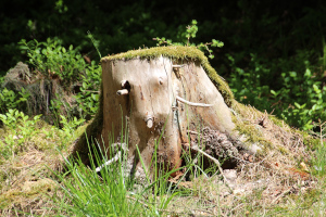 Baumstumpf mit Gesicht