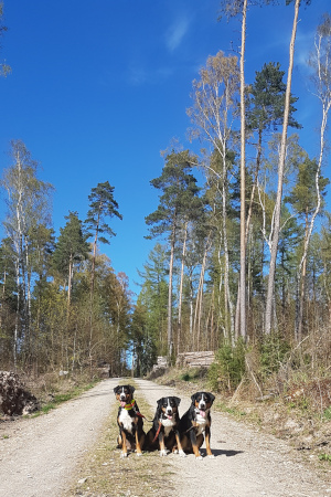 Traumwetterchen