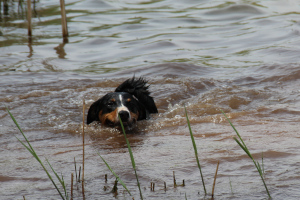 Trixie die Schwimmerin