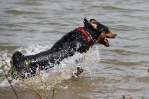 Trixie im Sprung