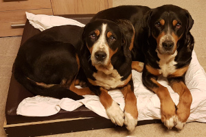 Platz ist in der kleinsten Kudde