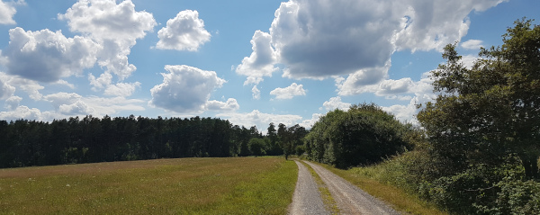 Heulwölfe