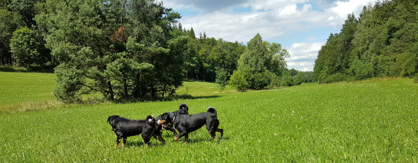 Heulwölfe