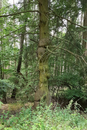 uriger Baum