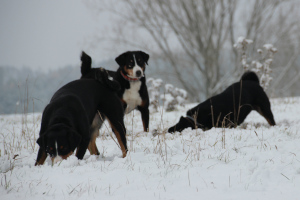 Schnee