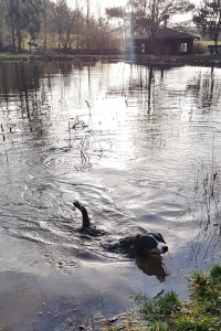Ellie die Schwimmmaus