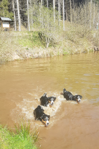 Baden im Wolfgangssee