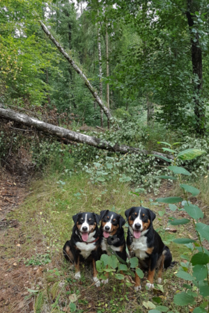 Baum quer