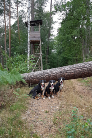 Baum quer