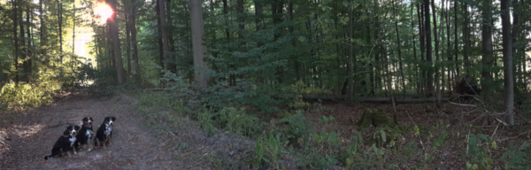 Baum quer