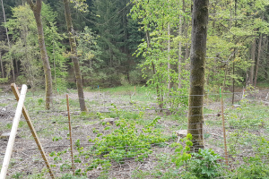 Besuch bei der Neuanpflanzung