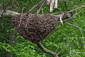 Bienenschwarm