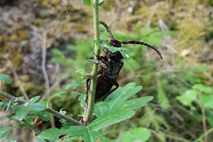Bockkäfer