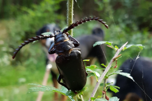 Bockkäfer