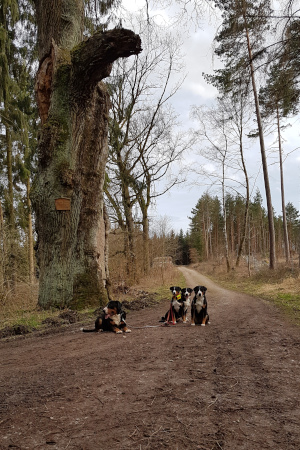 Dicke Eiche Tiefenort