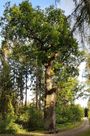 Dicke Eiche Mai 2020
