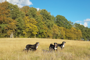 goldener September