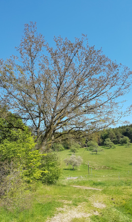 Eiche - Kohlgrube erfroren