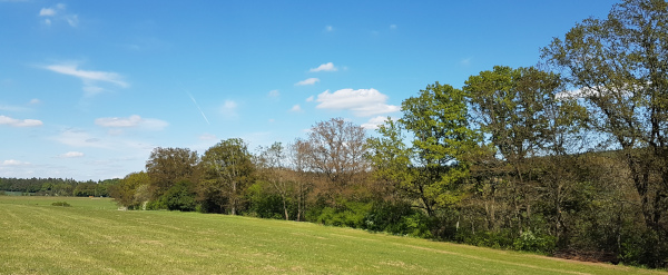 Eichen erfroren - Mai 2020