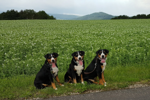 vor dem Erbsenfeld