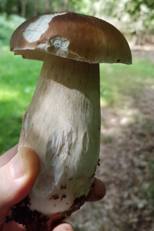 Steinpilz