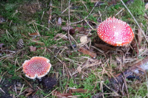 Fliegenpilz