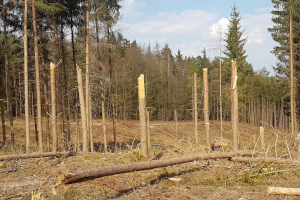 Waldschäden
