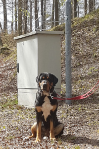 Isa-Bella