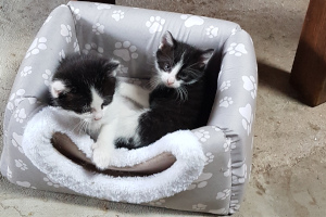 Katzenkinder