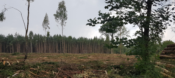 Baum fällen
