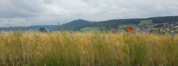 Krayenbergblick