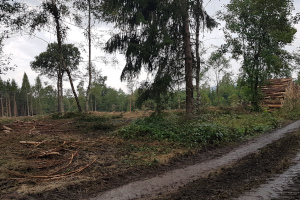 Baum fällen