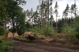 Baum fällen