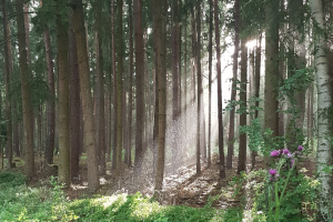 Märchenwald